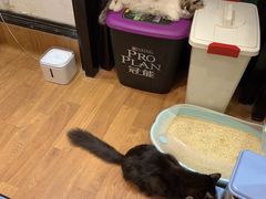 -猫色咖啡·猫咖