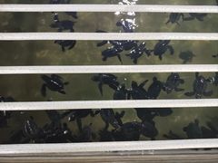 -班达拉奈克国际机场