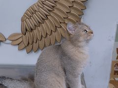 -喵屿·大理花园猫咖