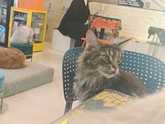 -平行世界·猫咖(首经贸店)