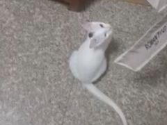 -瑞鹏宠物医院