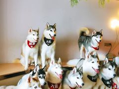 -Husky Go! 哈士奇体验馆·宠物咖啡厅狗咖