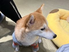 -逗柴咖啡屋·狗咖猫咖宠物桌游