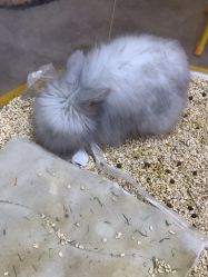 -神奇动物撸宠馆·羊驼·小浣熊·异宠(豫园店)