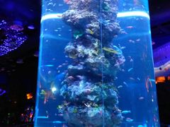 -芜湖新华联大白鲸海洋公园