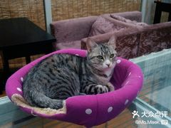 -猫小院猫主题餐厅(南锣旗舰店)
