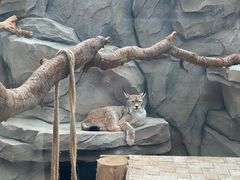 -青藏高原野生动物园