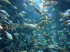 -成都浩海立方海洋公园