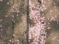 -上海南浦大桥长途旅游客运站