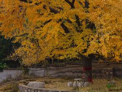 -遵化市禅林寺古银杏风景园
