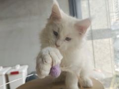 -十年猫舍·猫咪专门店(普陀店)