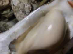 -土蚝·高压锅生蚝(百姓美食街店)