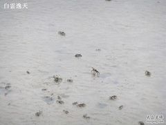 螃蟹-淡水老街