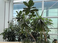 -大树餐厅(红旗街万达店)