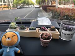 -双季花艺园艺市场(浦东店)