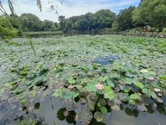 -无锡蠡湖国家湿地公园-蠡园