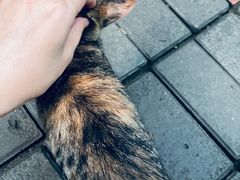 -宠物之家Pets Home 宠物寄养酒店