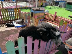 -萌宠亲子动物乐园(槐房万达店)