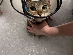 -PETKIT 小佩宠物·低压洗护·美容·寄养(安远店)