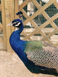 -萌宠亲子动物乐园(槐房万达店)