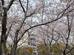 -高东镇樱花园