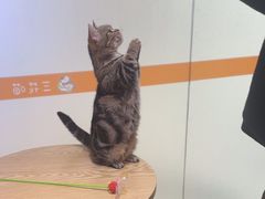 -三花喵·撸猫购宠·宠物生活馆(虹桥南丰城店)