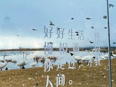 -烟墩角天鹅湖