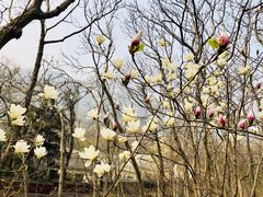 -青岛崂山太清宫
