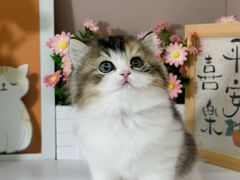 -小猫来了·猫舍(红山六九七九店)