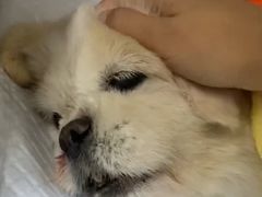 -美联众合动物医院·24h转诊中心