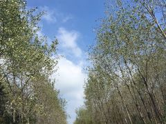 -合肥滨湖国家森林公园