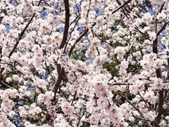 -桃花堤公园