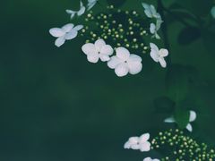 -蜀冈西峰生态公园