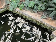 -南宫五洲植物乐园