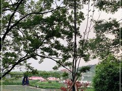 -大塘金香草谷