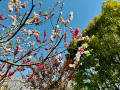 -上海共青森林公园