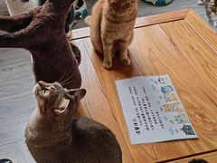 -喵屿·大理花园猫咖