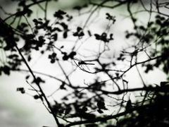 -楠溪江风景名胜区