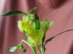 -参差咖啡(水果湖公园店)