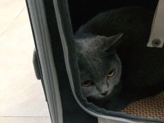 -艾贝尔宠物医院·狂犬免疫点(江山金象城店)