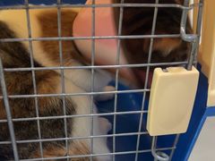 -汪喵宠物医院·骨科心脏影像·犬猫急重症ICU诊疗中心(成华分院)