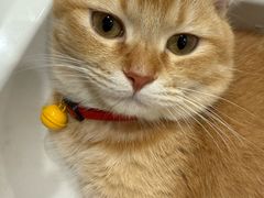 -瑞派福兴宠物医院犬猫全科·骨科·中西医结合(河东店)