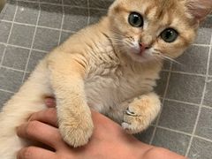 -东方名猫馆·英短金渐层布偶猫舍(环线广场1号楼店)