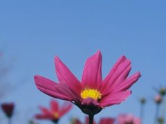 -天适樱花悠乐园