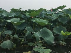 -白洋淀景区