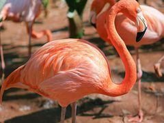 -海南热带野生动植物园