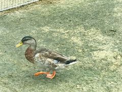 -盐城丹顶鹤湿地生态旅游区