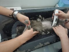 -伟伟宠物医院·CT影像中心·瑞派犬猫综合性门诊(汉口总院)