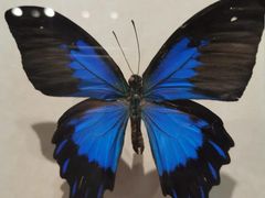 -陕西自然博物馆