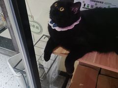 -滚猫咖啡·猫咖·猫友好撸猫(未来城店)